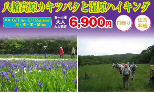 八幡高原カキツバタと湿原ハイキング