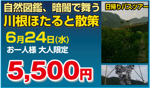 自然図鑑、暗闇で舞う川根ほたると散策