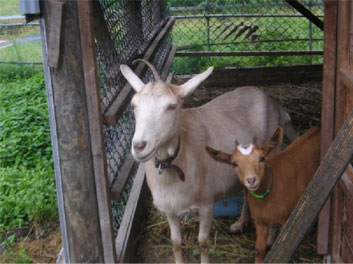 farmbuffo12