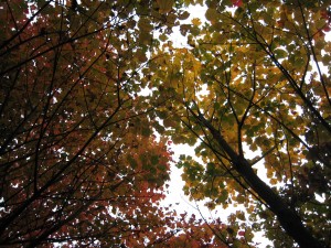 紅葉 紅葉