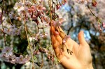 桜に癒されに行こう