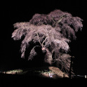 長沢のしだれ桜