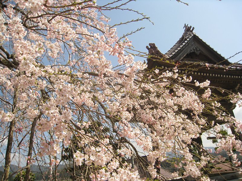しだれ桜