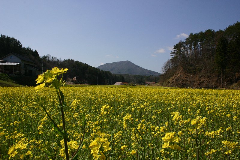 菜の花畑